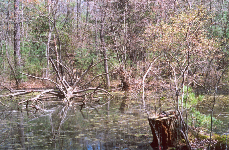 Spring water high peak Spring water high peak. Credit: Betsy Leppo